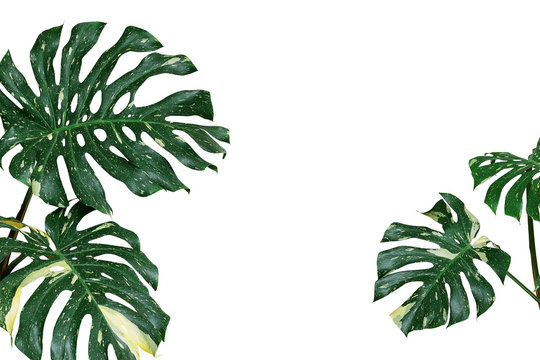 Fototapeta Variegated plant leaves nature background of monstera or split-leaf philodendron (Monstera deliciosa) the tropical foliage exotic houseplant isolated on white background, clipping path included.