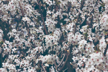 Toned photo of a crown of a blossoming spring apricot tree with white flowers