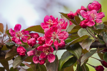 Branch of a blossoming apple tree with red flowers closeup