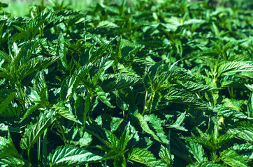 Nettle plant green leaves background.