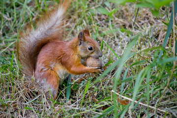 Red squirrel with walnut closeup