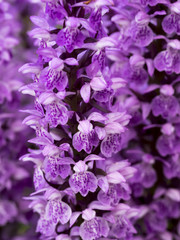 Nahaufnahme einer wilden lila Orchidee