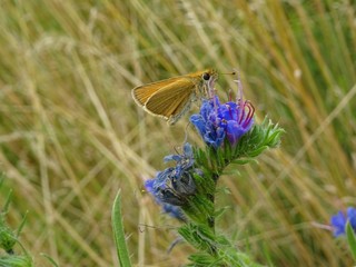 Mattscheckiger Braun-Dickkopffalter auf Natternkopf