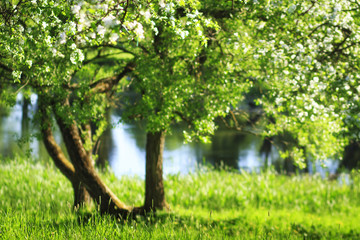 Fototapeta na wymiar Blurred background of blossoming tree in green spring garden