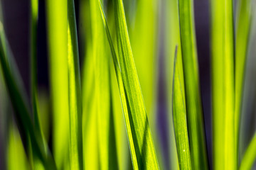 Fototapeta na wymiar Background of bright fresh blades of grass