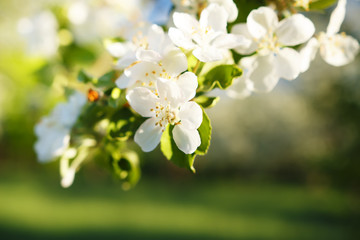 Close-up of flowers on apple branch in apple garden in spring. Flowering of apples in green garden. Flowering of apple trees.