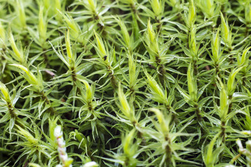 Background Macro of moss