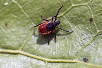 Taiga tick (Ixodes persulcatus) on a leaf