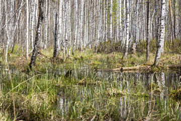 Birch forest on the swamp