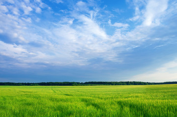 Fototapeta na wymiar Summer rural landscape with green field and beautiful sky