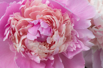 Flower of pink peony, close-up, background.