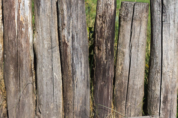 Obraz premium Rural background of grass and stumps