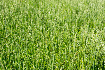 Natural green grass background