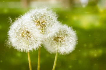 3 wishes. Blowballs dandelions on a green park background. Copyspace