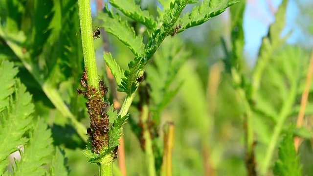 Aphidoidea, Aphid, larvae, Formicidae, ants, symbiosis