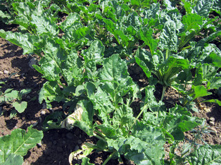 in field-grown sugar beet production.raw materials,food