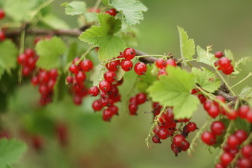 ripe red currants
