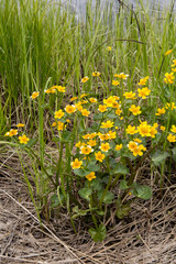 kaluzhnitsa marshy grows on the shore of Lake Tungozero. Karelia. Russia