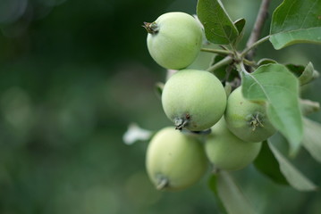 Green apples on a branch in a fruity garden on a sunny day 
