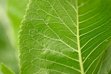 photographed close-up of green horseradish leaves in the spring time 