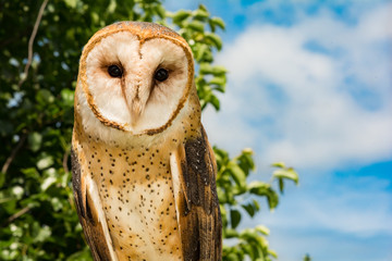 Barn Owl (Tyto alba)