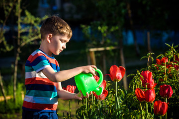 Little child walking near tulips on the flower bed in beautiful spring day. Kid boy outdoors in the...