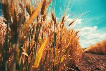 Low angle view of barley field