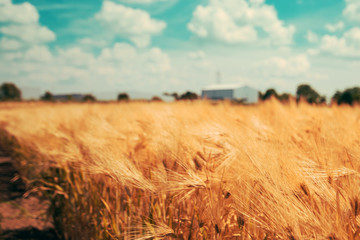 Farm landscape with ripe barley crops