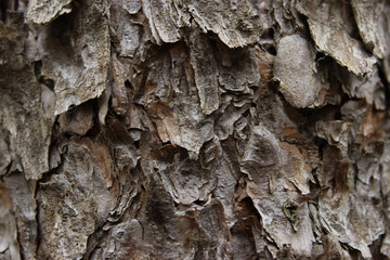 Abstract Wooden Texture. Nature Texture. Gray Abstract Background. Wooden Texture Background. Cropped Shot Of A Textured Background. Wooden Background. Tree Texture.
