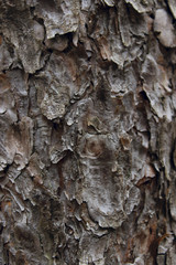 Abstract Wooden Texture. Nature Texture. Gray Abstract Background. Wooden Texture Background. Cropped Shot Of A Textured Background. Wooden Background. Tree Texture.