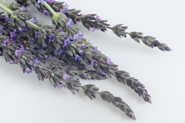 Lavender flowers on white background. Flat lay.