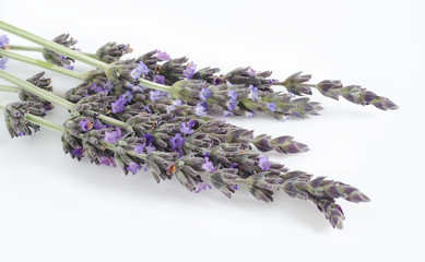 Lavender flowers on white background. Flat lay.