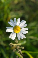 Camomile daisy flowers. Slovakia 
