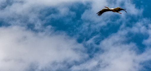 cigüeña en los cielos