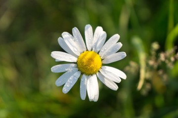 Fototapeta premium Camomile daisy flowers. Slovakia 