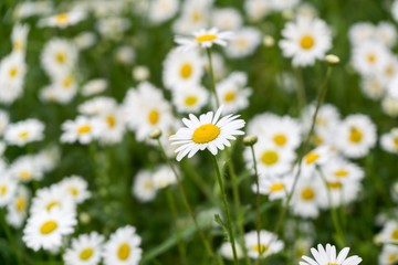 Fototapeta na wymiar Camomile daisy flowers. Slovakia 