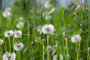 Dandelion in the grass during sunny days . Slovakia