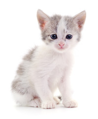 Fototapeta na wymiar Kitten on white background.
