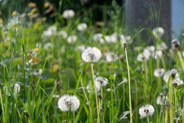 Dandelion in the grass during sunny days . Slovakia