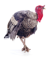 Dark turkey isolated