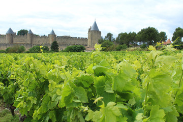 Fototapeta na wymiar cité médiévale de carcassonne dans l'aude en france