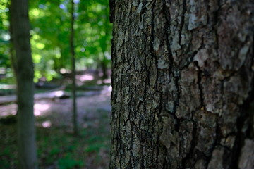 Bokeh tree
