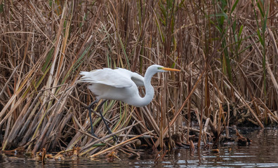 Great White Egret