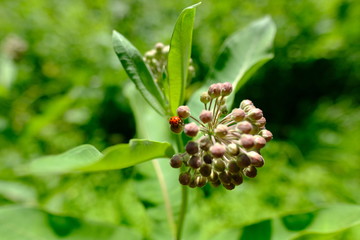 Plant with ladybug