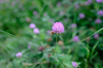 bee and thistle