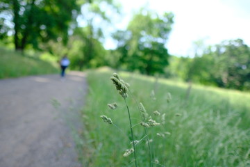 Obraz premium Grass bokeh