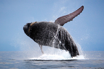 Humpback Whale