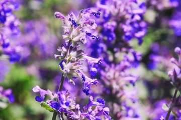 Fototapeta na wymiar Purple bouquet of flowers in garden. Amazing violet flower on colorful background at spring or summer season. Blooming fragile plants in the park. Best photo for wedding background.