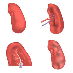 Spleen milt anatomy icons set. Realidtic illustration of 4 spleen milt anatomy vector icons for web - obrazy, fototapety, plakaty