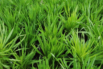 Green grass in spring. Grass in the pots. 